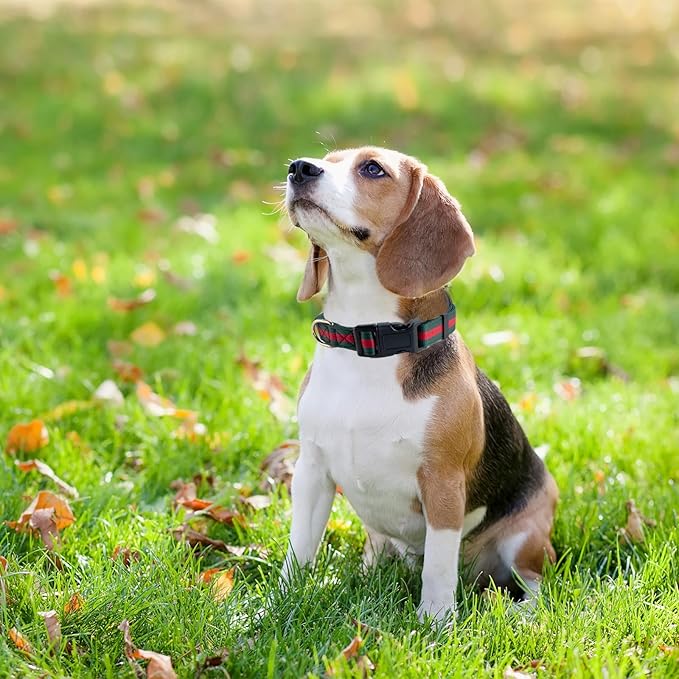 Nobility and Elegant Dog Collar, Comfortable and Durable Pet Collars,Luxury Dog Collars Packing Gift for Puppy Small Dogs