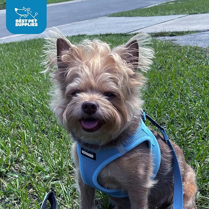 Best Pet Supplies Voyager Step-in Air Harness - All Weather Mesh, Reflective, No Pull Harness for Dogs, Cats - Secure with Hook & Loop Fastener, Buckle, Double D-Rings - Baby Blue, L
