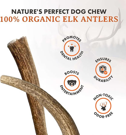Alpha Dog Nutrition Elk Antler Chews (Large, Whole)
