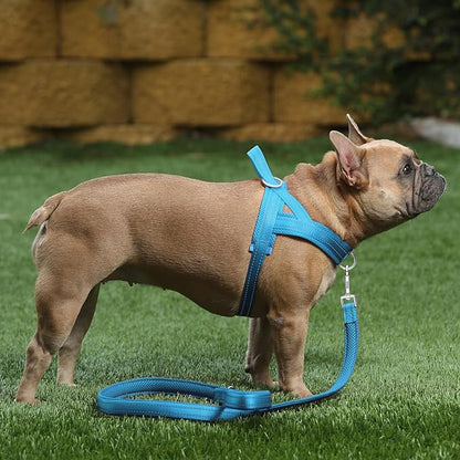 Plutus Pet No Pull Dog Harness with Breathable Mesh Padded, Adjustable Reflective Escape Proof Dog Harness, Quick Fit Dog Vest Harness for Small Medium Large Dogs(M, Cyan)
