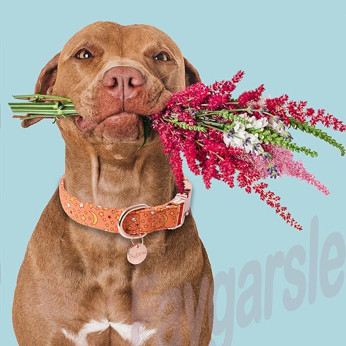 Faygarsle Orange Stars Moon Pattern Dog Collar for Small Medium Large Dogs Cute Puppy Collars for Female Dogs for Summer Spring Wedding Necklace Girl Dog Collar M