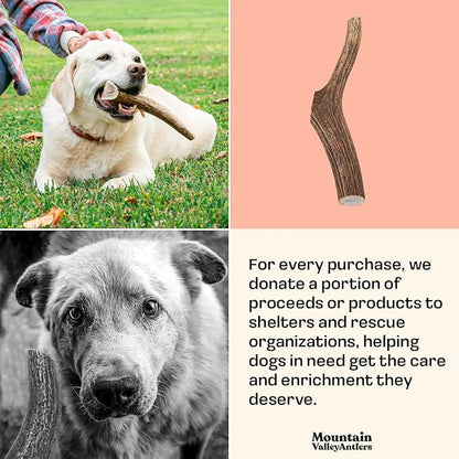 Mountain Valley Elk Antlers for Dogs - 100% Natural & Organic Chew for Aggressive Chewers, No Odor, No Mess, Long Lasting - Wild-Foraged Naturally Shed Antlers in USA - Grade A, Whole Medium (1 Pack)