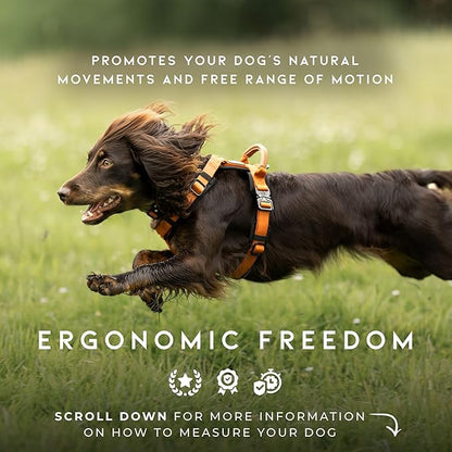 MADE TO ROAM Premium Explorer Harness - Y-Shaped Dog Harness with Adjustable Durable Nylon, Soft Padding, Metal Buckles and Leather Handle for Small, Medium, Large Dogs (Maine Marina, Size 1)