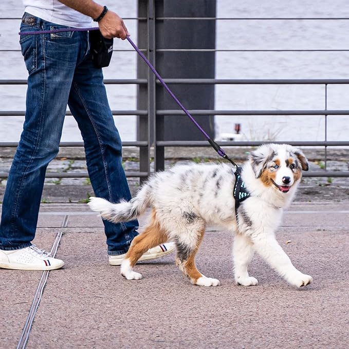 5/6 FT Strong Pet Dog Leash with Soft Padded Handle,Highly Reflective Rope for Night Walking,360-Degree Rotating Metal Buckle Without Tangles,Suitable for Small,Medium and Large Dogs.(6ft)
