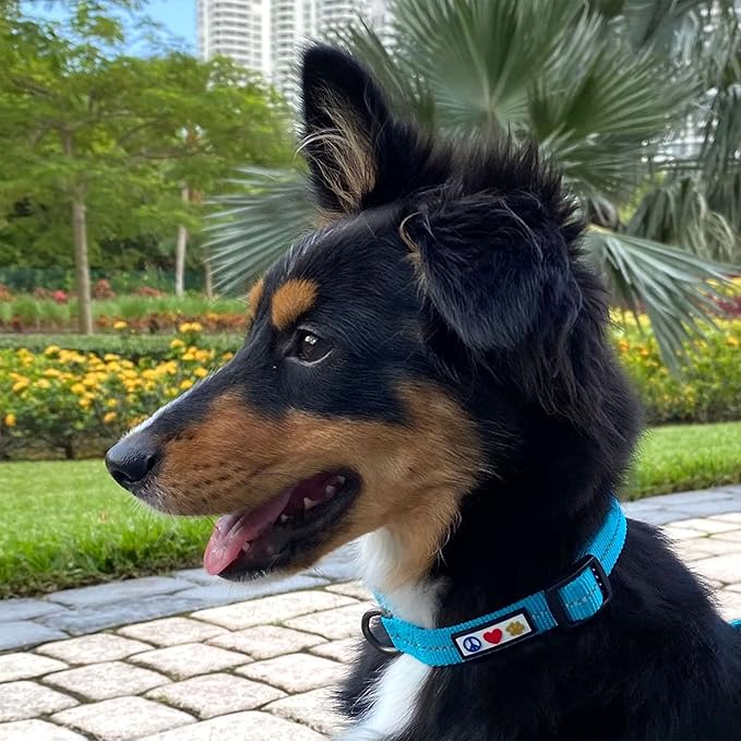 Pawtitas Recycled Dog Collar with Reflective Stitched Puppy Collar Made from Plastic Bottles Collected from Oceans Medium Blue Ocean