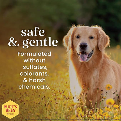 Burt's Bees for Pets Oatmeal Dog Conditioner with Colloidal Oat Flour and Honey, 95% Natural Origin Formulas, Gentle Canine Conditioning for Itchy Dogs, 6pk, 10 oz