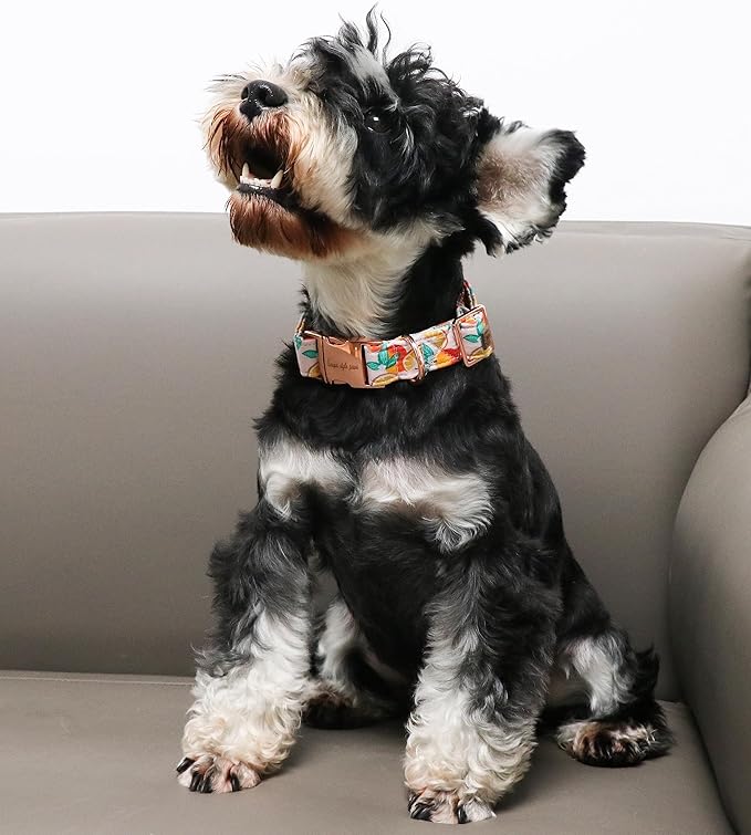 Unique style paws Dog Collar Metal Buckle Gift for Small Medium Large Boys Girls Dogs orange