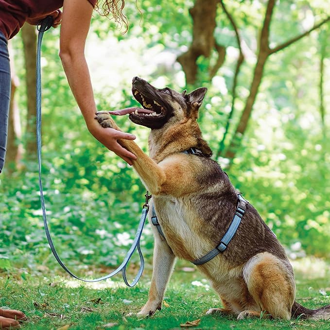 Blue-9 Reflective Buckle-Neck Balance Harness, Fully Customizable Fit No-Pull Harness with 3M Reflective Stitching, Ideal for Dog Training and Obedience, Made in The USA, Blue, Medium