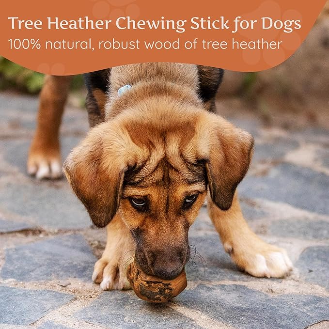 Wildfang® Briar Wood Chewing Root, Small - Splinter Free Wood Dog Chew Toys for Aggressive Chewer, Odorless Natural Teething Toys Dogs Dental Health, Healthy Gums (for Dogs Under 33 lbs), Pack of 3