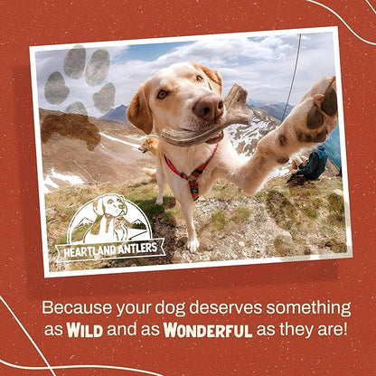 Heartland Whole Elk Antlers for Dogs (4–5”, 2-Pack) – Long-Lasting, Odorless Dental Chews for Small Breed Aggressive Chewers – USA Sourced, Natural Antler Bones to Reduce Tartar & Curb Boredom