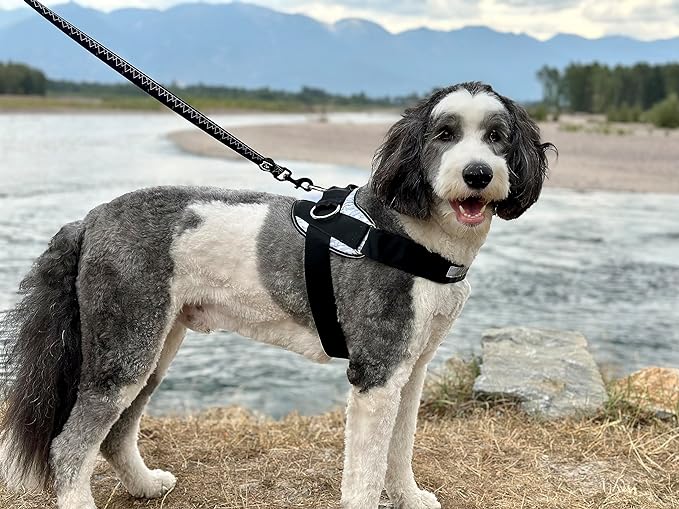 ShawnCo Essential Dog Harness, No-Pull Pet Vest with 3 Leash Clips, No Choke, Reflective, Adjustable and Padded, for Easy Walking and Training for Small, Medium and Large Dogs (Arctic Camo, M)