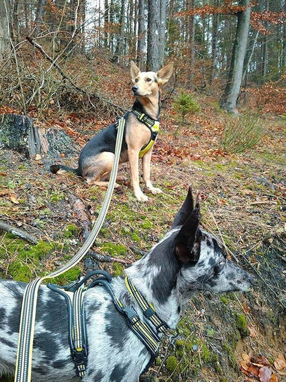 TRUE LOVE Reflective Dog Leash Puppy Walking Lead, Padded Pet Chain Rope，Length 110cm TLL2111(Neon Yellow,M)