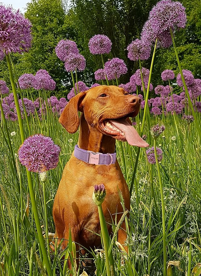 ARING PET Velvet Dog Collar and Leash Set, Soft Dog Collar and Leash, Adjustable Collars for Dogs