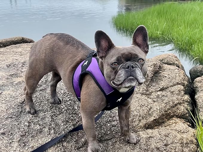 Gooby - Escape Free Easy Fit Harness, Small Dog Step-In Harness for Dogs that Like to Escape Their Harness, Purple, X-Small