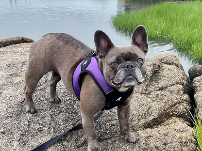 Gooby - Escape Free Easy Fit Harness, Small Dog Step-In Harness for Dogs that Like to Escape Their Harness, Purple, X-Small
