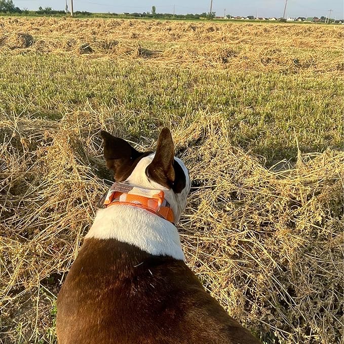 ADITYNA Heavy Duty Dog Collar for Medium Dogs - Camo Orange Collar with Handle for Training, and Walking - Wide, Thick, Tactical, Soft Neoprene Padded
