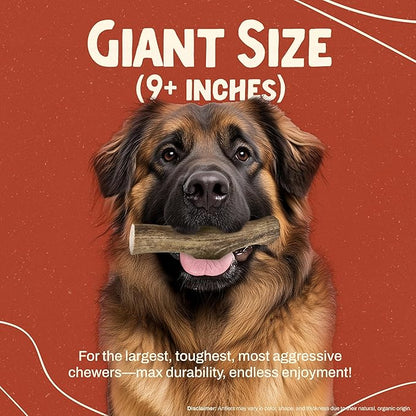 Heartland Elk Antlers for Dogs - Daily Dental Care Chews for Aggressive Chewers to Reduce Plaque & Prevent Destructive Behavior (Whole, Splinter Free, 9+", Giant, 1-Pack, Grade A, USA Made)