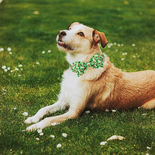 St Patricks Day Dog Collar with Bow Tie - Cotton Beer Clover Green Bowtie Dog Collar Adjustable Heavy Duty Holiday Dog Collars for Small Medium Large Dogs L