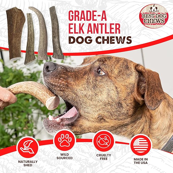 Best Dog Chews Elk Antlers for Dogs Large - Premium Natural Antler Dog Chew for Aggressive Chewers - Long-Lasting Deer Antler Chews - Ideal for Medium to Big Breed Dogs - Elk Bones and Antlers Durable