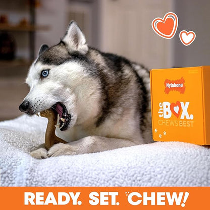 Nylabone Dog Gift Box, Includes 3 Strong Chew Toys and 1 Natural Treat, Gifts for Dogs, Large - Up to 50 lbs, 4 Pack