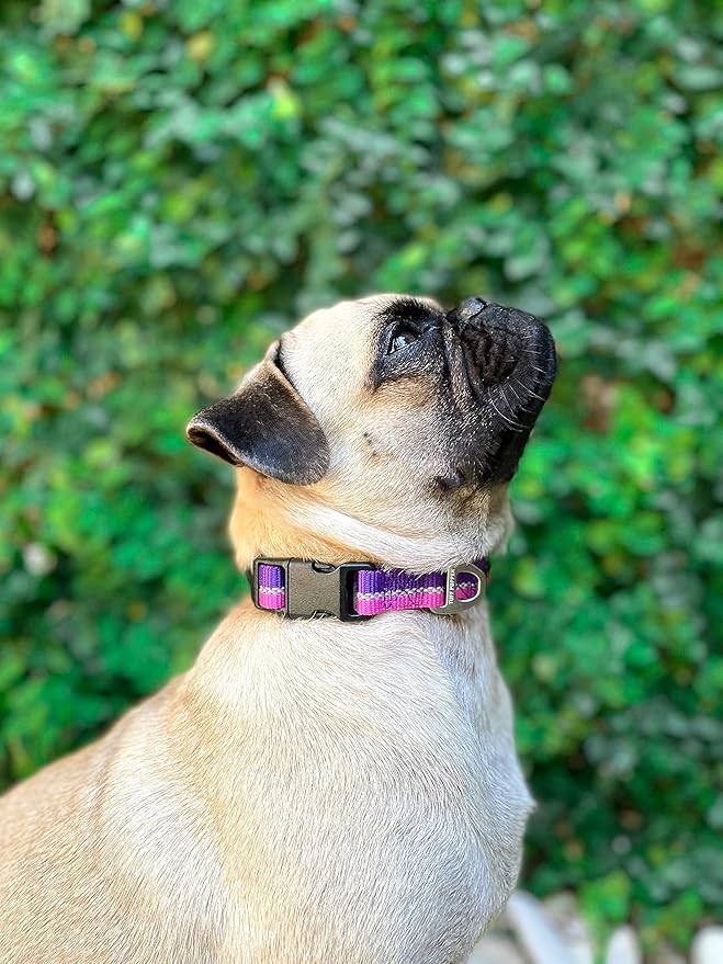 Tuff Pupper Heavy Duty Dog Collar | Tough Dogs Collar | Reflective Collars with Aluminum D-Ring Leash Clip | Separate ID Tag Attachment Keeps Engraved Dog Tags Quiet | Easy Sizing for All Breeds