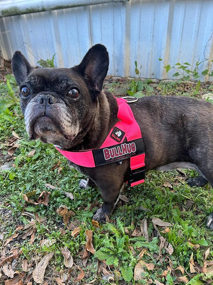 BULLHUG Adjustable Dog Harness– No Pull, No Choke – for English Bulldogs, French Bulldogs, Pugs & Broad-Chested Breeds – Easy, Safe Walks (NEON Pink, Large)