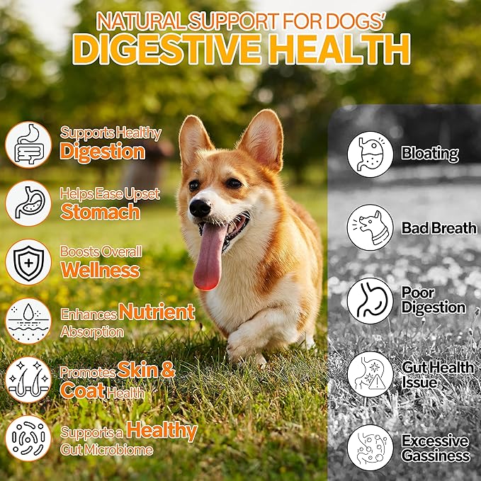 Probiotics for Dogs,6 Digestive Probiotics & 6 Enzymes for Gut Health,Digestion & Gut Support,Helps Diarrhea, Yeast Infection, Upset Stomach,Allergies & Immune System Suppor-300Chews