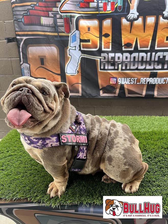 BULLHUG 6 FT Bulldog Leash with Padded Handle. Perfect for Bulldogs & All Breeds. Leash for Walking & Training (Mint Pink Camouflage)