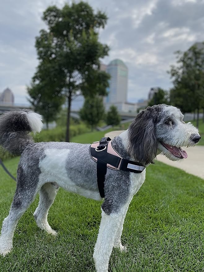 ShawnCo Essential Dog Harness, No-Pull Pet Vest with 3 Leash Clips, No Choke, Reflective, Adjustable and Padded, for Easy Walking and Training for Small, Medium and Large Dogs (Rose Gold, Medium)