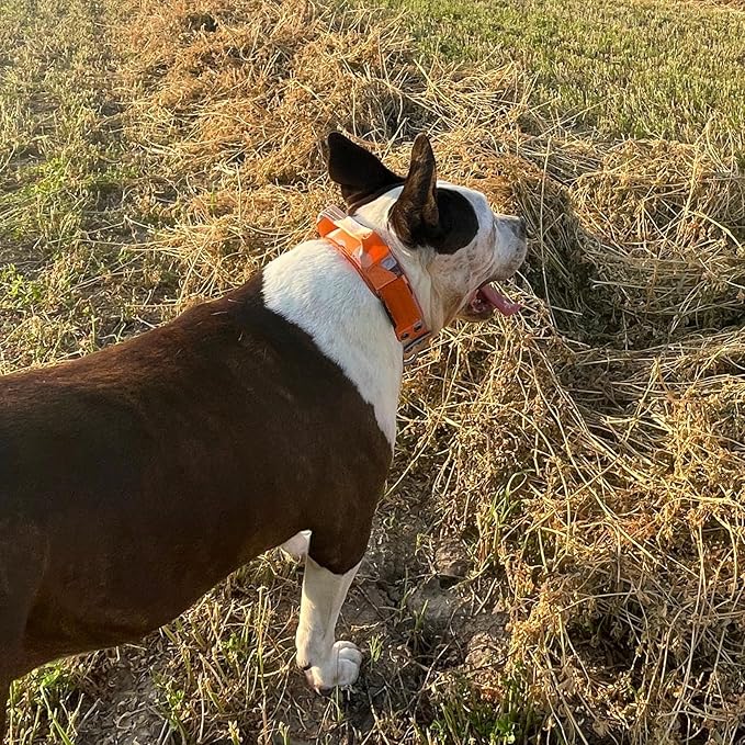 ADITYNA Heavy Duty Dog Collar for Medium Dogs - Camo Orange Collar with Handle for Training, and Walking - Wide, Thick, Tactical, Soft Neoprene Padded