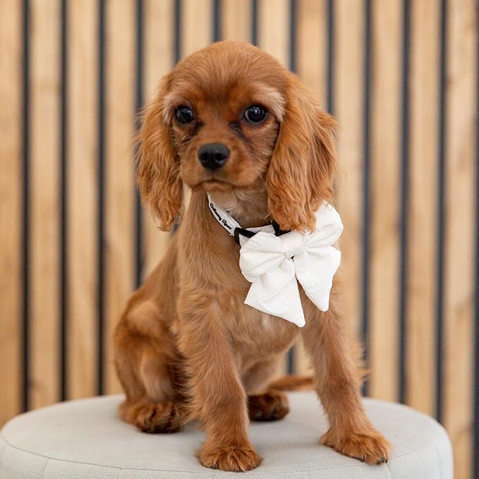 Small Dog Harness Set – Cute No Pull, All Weather, Breathable Harness and Leash Set with Collar, Bandana, Sailor Bow & Poop Bag Holder – Adjustable, Soft & Stylish - Cream Hearts on Jacquard Fabric