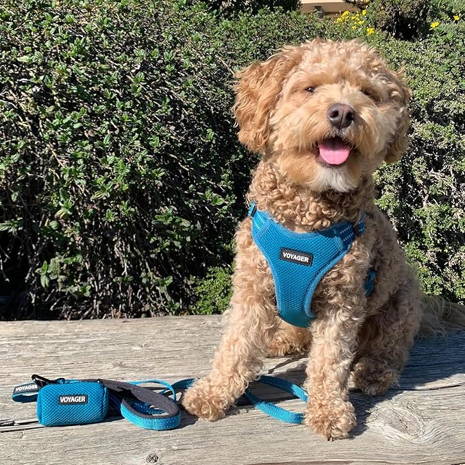 Best Pet Supplies Voyager Reflective Dog Leash or Collar with Neoprene Handle, for Small, Medium, and Large Breed Puppies, Cute and Heavy Duty for Walking, Running and Training - Turquoise (Leash), M