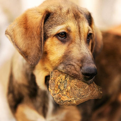Wildfang® Briar Wood Chewing Root, Large - Splinter Free Wood Dog Chew Toys for Aggressive Chewer, Odorless Natural Teething Toys Dogs Dental Health, Healthy Gums (for Dogs 55-99 lbs), Pack of 3