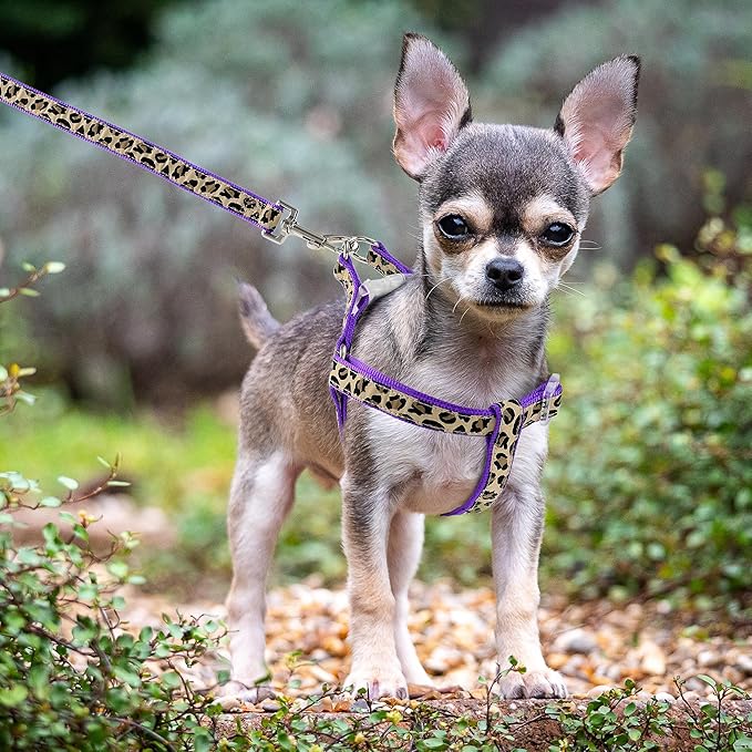 Mile High Life Leopard Dog Harness Collar Leash Set, Adjustable No Pull Dog Halter Harness for Small Breed Dogs, Easy Control for Training Walking (Black, XS Chest 9"-15", Neck 8"-12")