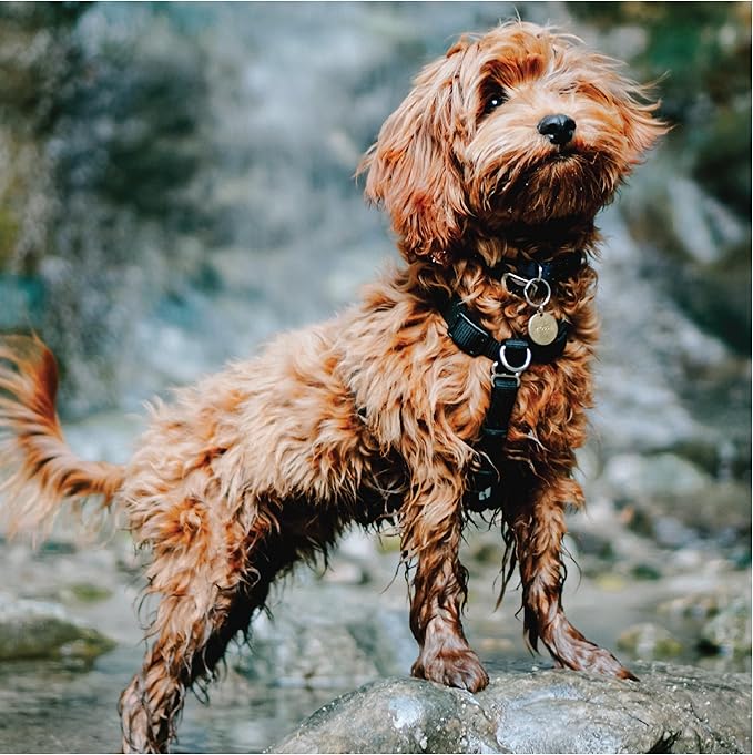 Blue-9 Buckle-Neck Balance Harness, Fully Customizable Fit No-Pull Harness, Ideal for Dog Training and Obedience, Made in The USA, Hunter Green, Large