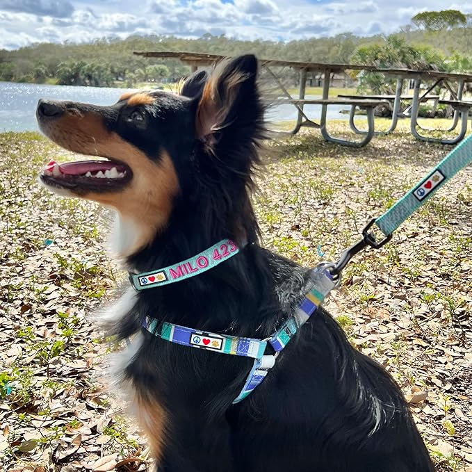 Pawtitas Reflective Dog Collar - Personalized Name & Phone Number, Adjustable for Small Dogs & Puppies - Black