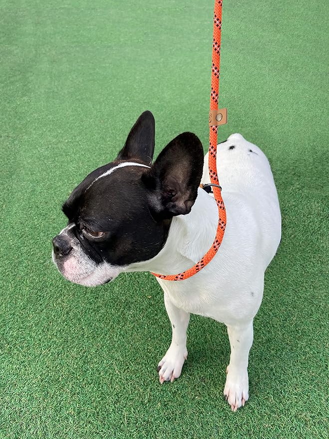 5 FT Slip Lead Dog Leash, Heavy Duty Rope Leash for Small Medium Large Dogs, No Pull Training Lead with Reflective Thread, Strong Comfortable Loop Leash (Orange Stripe, Medium(3/8"))
