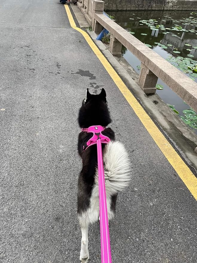 TRUE LOVE Reflective Dog Leash Puppy Walking Lead, Padded Pet Chain Rope，Length 110cm Truelove TLL2111(Fushcia,S)