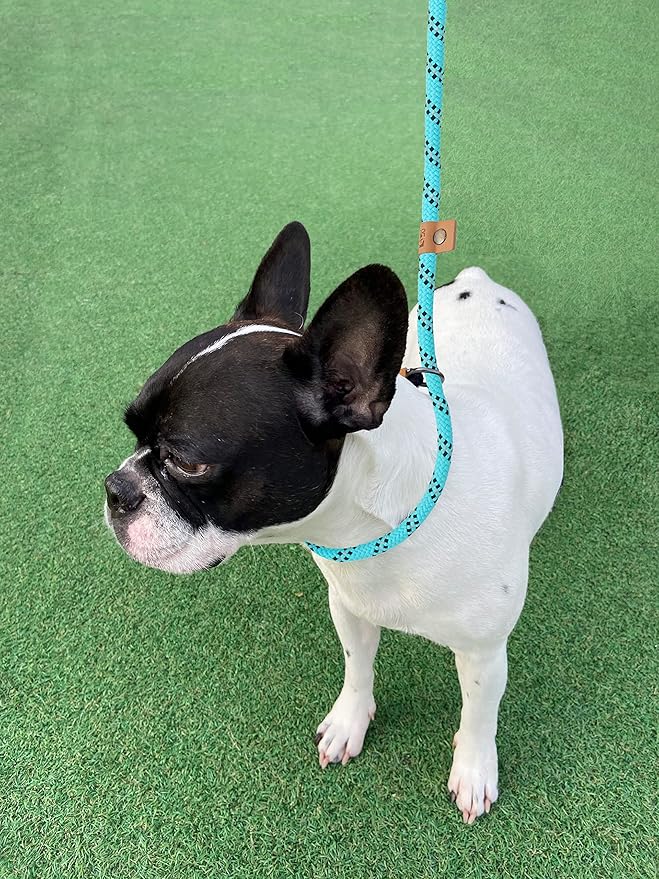 5 FT Slip Lead Dog Leash, Heavy Duty Rope Leash for Small Medium Large Dogs, No Pull Training Lead with Reflective Thread, Strong Comfortable Loop Leash (Teal Stripe, Medium(3/8"))