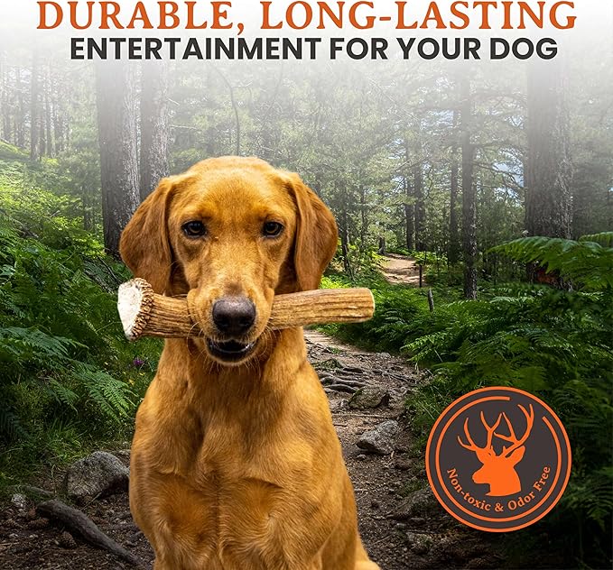 Alpha Dog Nutrition Elk Antler Chews (Large, Whole)