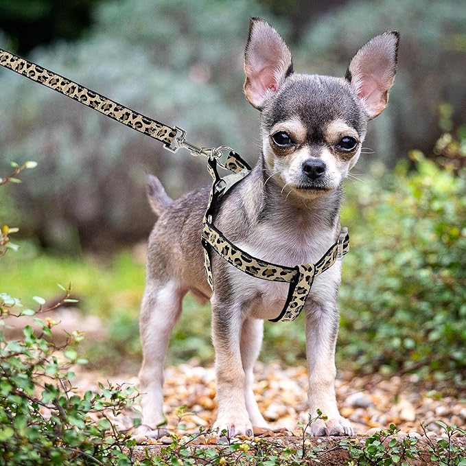 Mile High Life Leopard Dog Harness Collar Leash Set, Adjustable No Pull Dog Halter Harness for Small Breed Dogs, Easy Control for Training Walking (Black, M Chest 15"-21", Neck 13"-17")