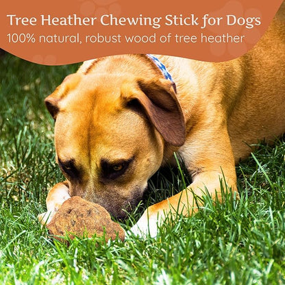 Wildfang® Briar Wood Chewing Root, XL - Splinter Free Wood Dog Chew Toys for Aggressive Chewer, Odorless Natural Teething Toys Dogs Dental Health, Healthy Gums (for Dogs 99-132 lbs), Pack of 1