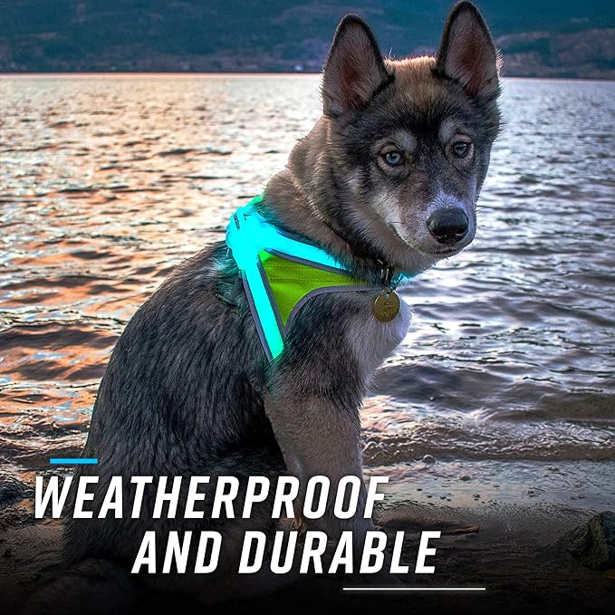 Noxgear LightHound (Small) + High-Visibility Dog Leash – Illuminated and Reflective Harness for Dogs Including Multicolored LED Fiber Optics (USB Rechargeable, Adjustable, Lightweight, Rainproof)