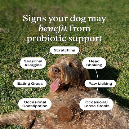 PetLab Co. Probiotics for Dogs - Support Gut Health, Occasional Diarrhea, Digestive Health, Paw Licking & Seasonal Allergies, Pork Flavor, 30 Soft Chews, Formulated for Large Dogs, Packaging May Vary