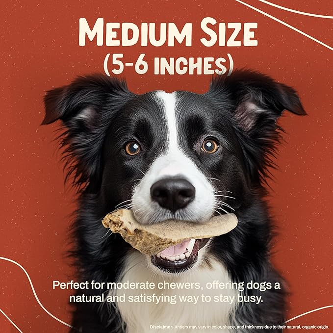 Heartland Elk Antlers for Dogs - Daily Dental Chews for Medium Aggressive Chewers to Promote Healthy Teeth & Prevent Destructive Behavior (Split Elk, 5-6", 1-Pack, Grade A, Odor-Free, USA Made)
