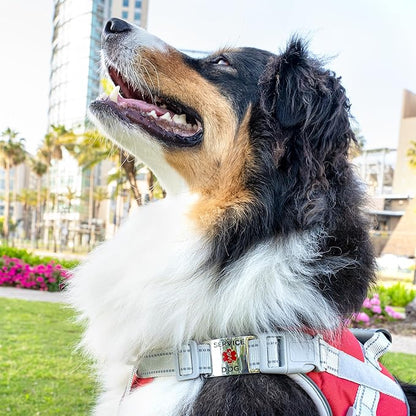 Leash King Surgical Stainless Steel PVD Gold K9 Pet ID Jewelry Tag - Slide on Dog Collar or Harness Quickly and Securely – No Noise, Durable - Stylish & Comfortable - Perfect for Dogs & Cats/Small