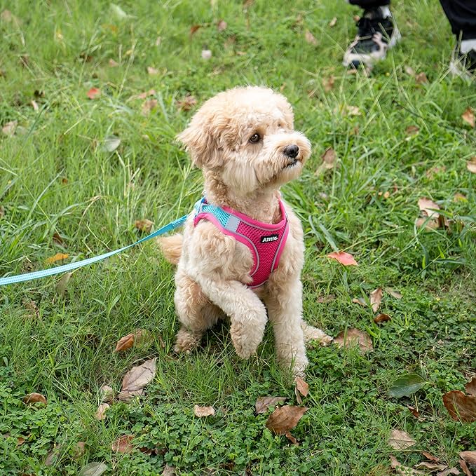 AIITLE Dog Harness, No-Pull Cat Harness with a Leash, Adjustable Reflective Dog Vest, Cat Harness Escape Proof, Outdoor Walking, Running,Training for Extra Small Dogs and House Cats Hot Pink XXXS