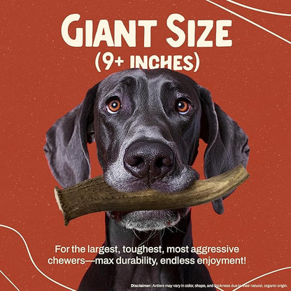 Heartland Deer Antlers for Dogs - Daily Dental Care Chews for Aggressive Chewers to Reduce Plaque & Prevent Destructive Behavior (Giant, 9+", 1-Pack, Grade A, USA Made)