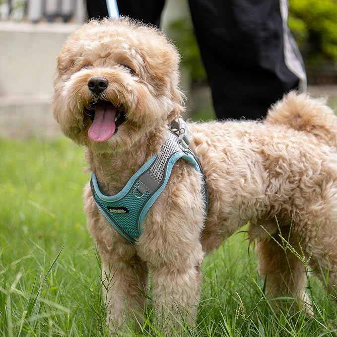 AIITLE No Pull Dog Harness and Leash Set, Step in Adjustable Dog Harness with Padded Vest for All Weather, Dog Leash with Soft Padded Handle, Easy to Put on Small and Medium Dogs Blue S