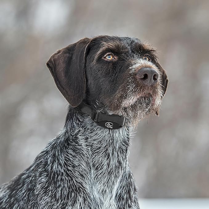 SportDOG NoBark SBC-8 - Lightweight Progressive Bark Correction Collar - Helps Discourage Nuisance Barking - Multiple Static Correction Levels